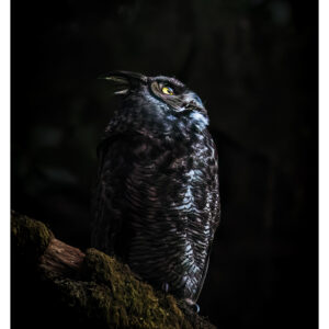 Great Horned Owl