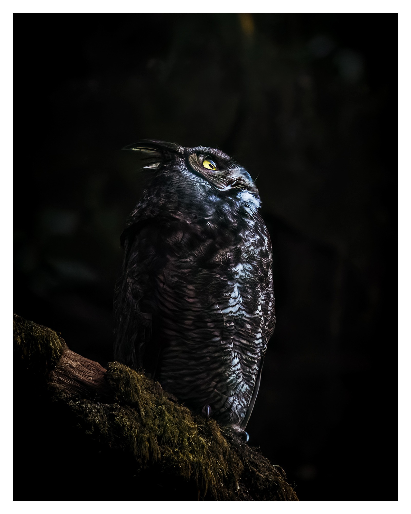 Great Horned Owl