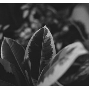 Leaves