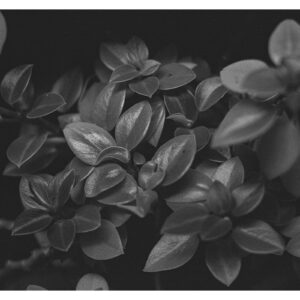 Leaves II