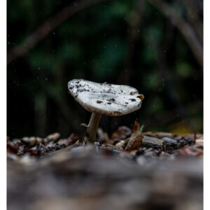 Shelter